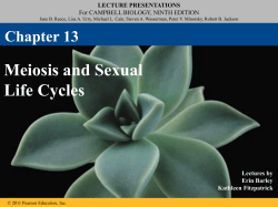 Ch. 13 Meiosis and Sexual Life Cycles