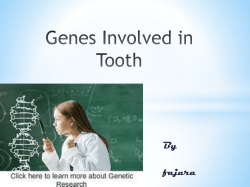 Genes Involved in Tooth