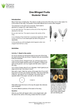SAPS - 6 One-winged fruits - Science and Plants for Schools