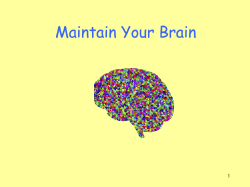 brain stem - U3A Network NSW