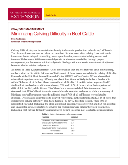 Minimizing Calving Difficulty in Beef Cattle