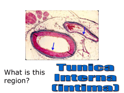 blood vessel pulse point ECG review game