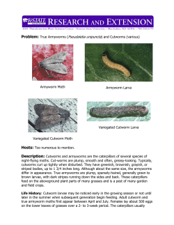 Armyworms and Cutworms - Kansas State University