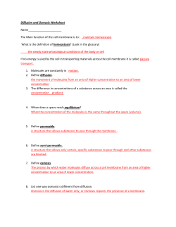 Diffusion and Osmosis Worksheetkey