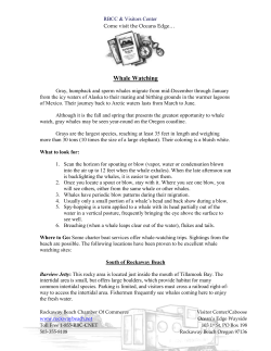 Whale Watching - Rockaway Beach