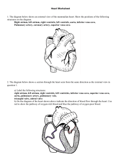 Heart Worksheet