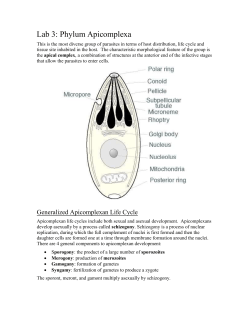 Lab 3: Phylum Apicomplexa