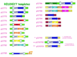 P1 P2 neo oriT FRT FRT