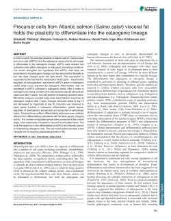 Precursor cells from Atlantic salmon (Salmo salar) visceral fat holds