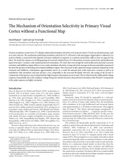 The Mechanism of Orientation Selectivity in Primary Visual Cortex
