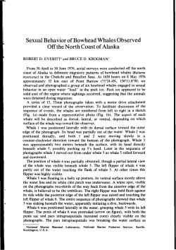Sexual Behavior of Bowhead Whales Observed Off the North Coast