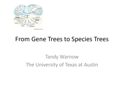 Gene Tree Incongruence - UT Computer Science