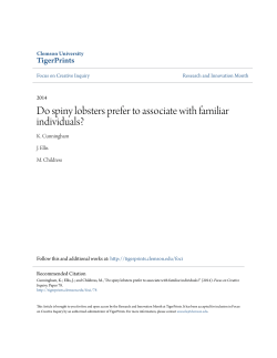 Do spiny lobsters prefer to associate with familiar