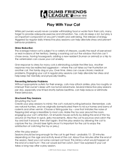Play With Your Cat