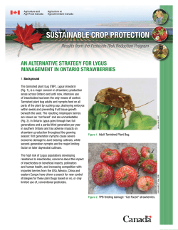 an alternative strategy for lygus management in ontario strawberries