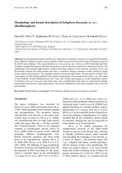 Morphology and formal description of Sellaphora