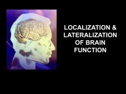 The motor cortex