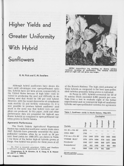 Higher Yields and Greater Uniformity With Hybrid Sunflowers