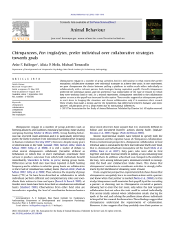 Chimpanzees, Pan troglodytes, prefer individual over collaborative