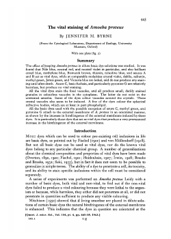 445 The vital staining of Amoeba proteus By JENNIFER M. BYRNE
