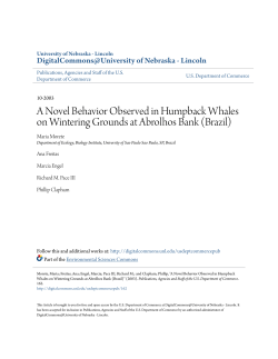 A Novel Behavior Observed in Humpback Whales on Wintering