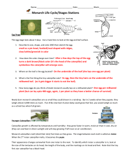 Monarch Life Cycle/Stages Stations