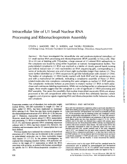 Intracellular Site of U1 Small Nuclear RNA Processing and