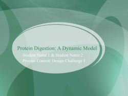 Protein Digestion: A Dynamic Model