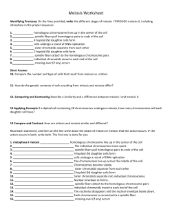 Meiosis Worksheet