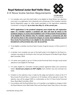 Royal National Junior Beef Heifer Show 4