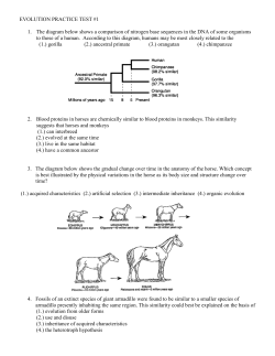 Evolution Practice Test
