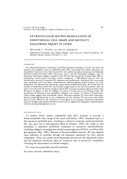extracellular matrix modulation of endothelial cell shape and motility