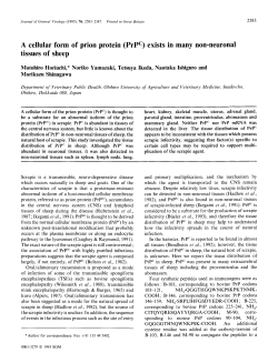 exists in many non-neuronal tissues of sheep