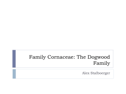 Family Cornaceae: The Dogwood Family