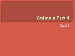 Animals P4 S1
