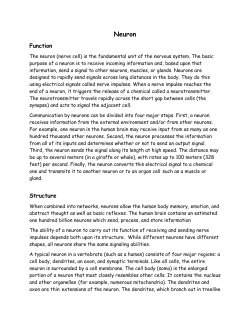Neuron Function