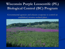Purple Loosestrife Biocontrol Program