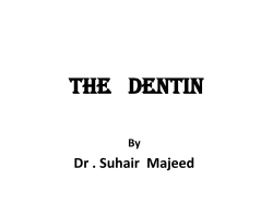 The dentin