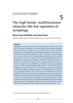 The Atg8 family - Essays in Biochemistry