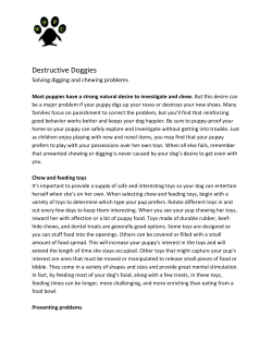 Destructive Doggies - West Side Pet Clinic