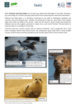 Both Common and Grey Seals do not leave any distinctive field