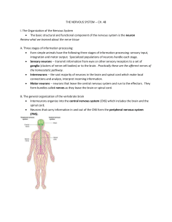 THE NERVOUS SYSTEM -- CH. 48 I. The Organization of the