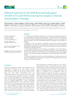 Different outcomes for the MYB floral symmetry genes DIVARICATA