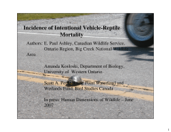Incidence of Intentional Vehicle-Reptile Mortality