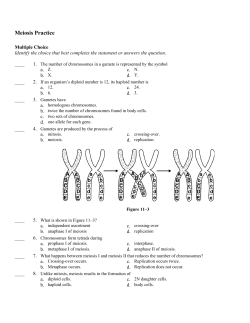 Meiosis Practice