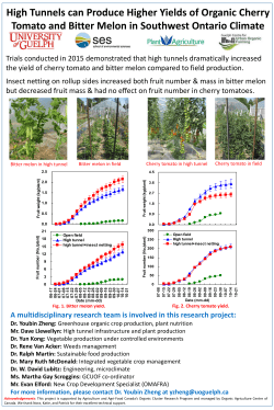 High Tunnels can Produce Higher Yields of Organic Cherry Tomato