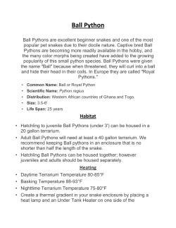 Ball Python - brothers pets