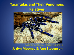 Venomous Spiders that often get confused with Tarantulas