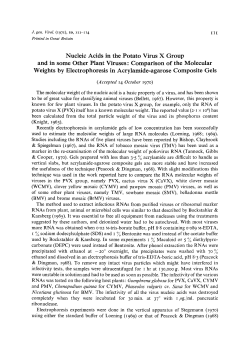 Nucleic Acids in the Potato Virus X Group and in some Other Plant
