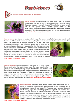 Bumblebees